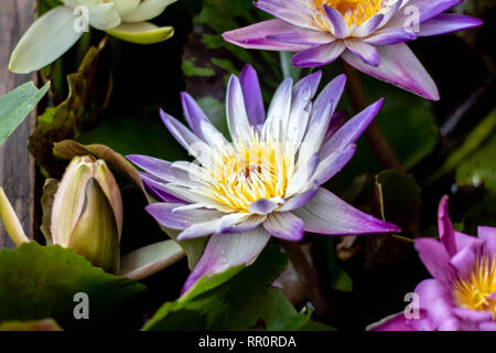 This beautiful lotus flower is complimented by the rich colors of the deep blue water surface. Saturated colors Stock Photo