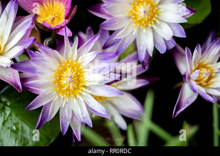 This beautiful lotus flower is complimented by the rich colors of the deep blue water surface. Saturated colors Stock Photo