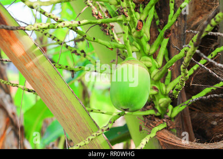 small coconut on tree in garden select focus with shallow depth of field Stock Photo
