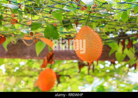 Baby Jackfruit , sweet gourd in garden.(  Momordica cochinchinensis (Lour) Spreng.) Stock Photo