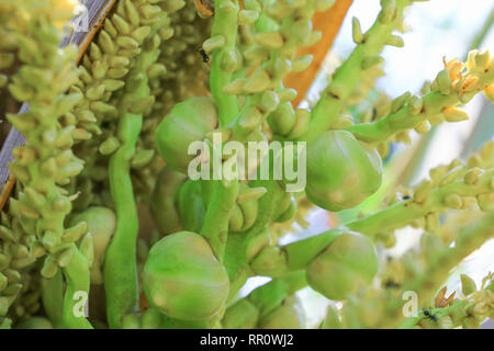 small coconut on tree in garden select focus with shallow depth of field Stock Photo