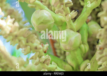 small coconut on tree in garden select focus with shallow depth of field Stock Photo