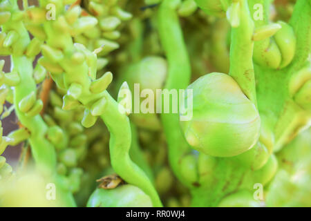 small coconut on tree in garden select focus with shallow depth of field Stock Photo