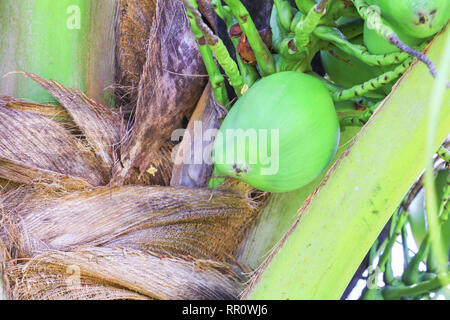 small coconut on tree in garden select focus with shallow depth of field Stock Photo