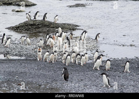 Adelie Penguins on breeding beach, Brown Bluff, Antarctica 11 January 2019 Stock Photo