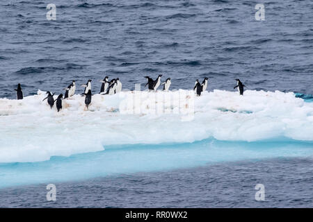 Adelie Penguins standing on iceberg, Paulet Island, Antarctica 11 January 2019 Stock Photo