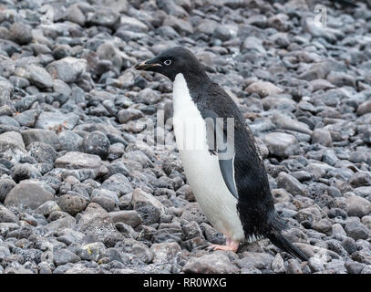 Adelie Penguin rookery, Paulet Island, Antarctica 11 January 2019 Stock Photo
