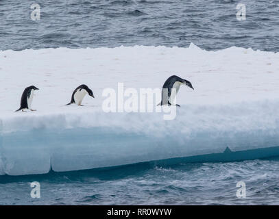 emperor penguinImmature bird jumping off iceberg near Adelie penguins in Antarctica Stock Photo