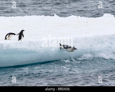 emperor penguinImmature bird jumping off iceberg near Adelie penguins in Antarctica Stock Photo