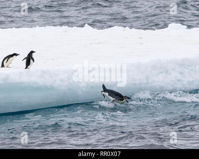 emperor penguinImmature bird jumping off iceberg near Adelie penguins in Antarctica Stock Photo