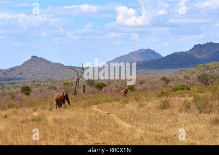 View of two African elephant savanna goes on safari in Kenya, with blurred trees and mountains in the background