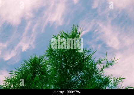 Bamboo Leaves Against The Sky Stock Photo