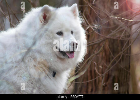 Samoyed dog with beautiful bokeh . Beautiful fluffy white dog. Amazing animal in the park Stock Photo
