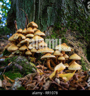 A group of Shaggy Scalycap mushrooms at the base of a tree Stock Photo