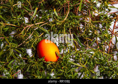 Red easter egg hidden in grass with snow egg hunting Stock Photo