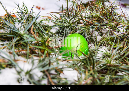 Green easter egg hidden in grass with snow egg hunting Stock Photo