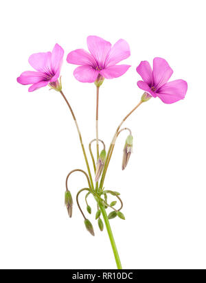 Wood sorrel flowers isolated on white background Stock Photo