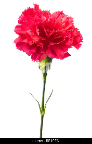 Pink carnation head isolated on white background Stock Photo