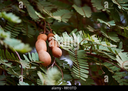 Ripe Tamarind Fruit on the tree surrounded by lush green leaves Stock Photo