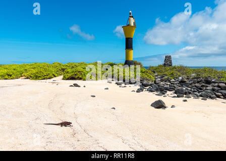 Espanola marine iguana (Amblyrhynchus cristatus) walking to the Pacific Ocean on a beach of Espanola island with lighthouse, Galapagos, Ecuador. Stock Photo
