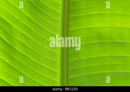 Close-up detail of fresh green banana leaf in horizontal view showing primary and secondary veins in back light. Stock Photo