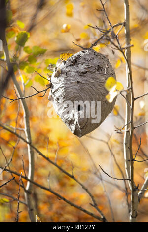 Wasp Nest in tree in autumn Stock Photo