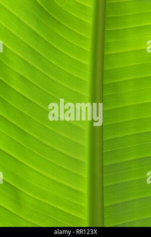 Close-up detail of fresh green banana leaf in vertical view showing primary and secondary veins in back light. Stock Photo