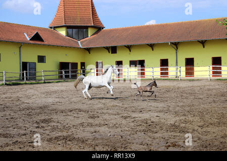 Lipizzaner horse and young foal running in corral Stock Photo