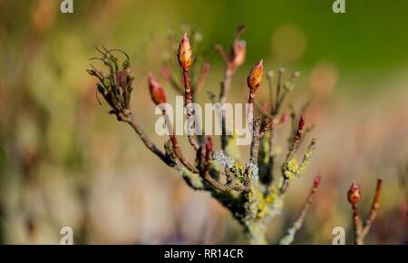 Azalea buds in early spring Stock Photo