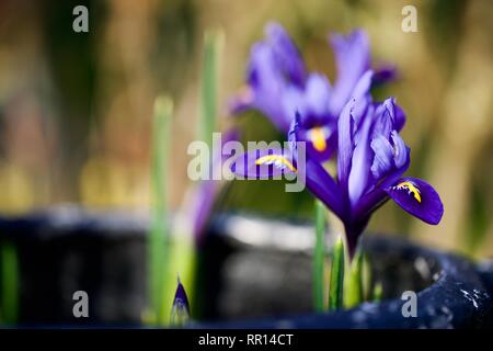 Iris reticulata 'Harmony' Stock Photo