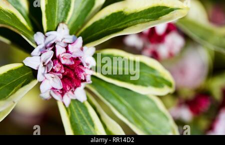 Daphne Odora Aureomarginata  Gold-Edged Winter Daphne Stock Photo