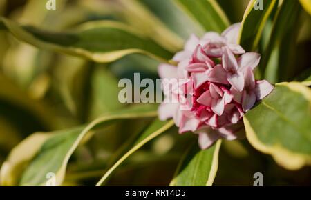 Daphne Odora Aureomarginata  Gold-Edged Winter Daphne Stock Photo