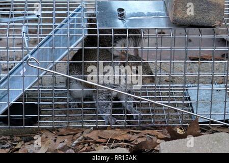 Squirrel caught in a live trap Stock Photo