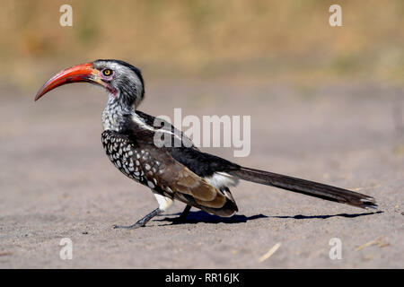 zoology, birds (Aves), Red-billed Hornbill (Tockus erythrorhynchus), Savuti, Chobe National Park, Bots, Additional-Rights-Clearance-Info-Not-Available Stock Photo