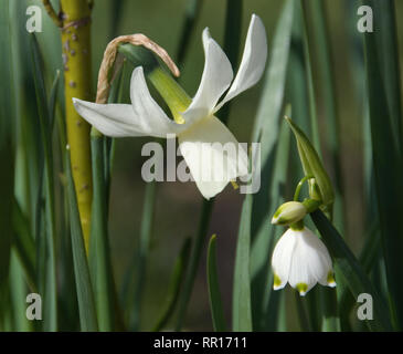 Narcissus 'Ice wings' and Leucojum Stock Photo