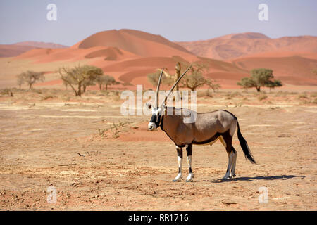 zoology, mammal (mammalia), gemsbok or oryx (oryx gazella), next to Sossusvlei, Namib Desert, Namib Na, Additional-Rights-Clearance-Info-Not-Available Stock Photo