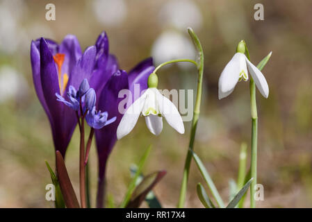 The first spring flowers: snowdrops, crocuses, and primroses. Warm spring weather on a sunny day.