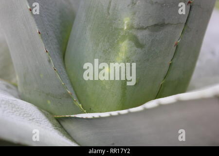 Stunning, flawless mescal ceniza, agave colorata, desert plant growing in the sunny meadow. Stock Photo