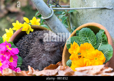Hedgehog, Scientific name: Erinaceus Europaeus, in Springtime in natural garden habitat with colourful Spring flowers and flower pots. Landscape Stock Photo