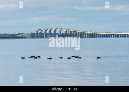 Resting Canadian Geese, Branta Canadensis, in the Baltic Sea with the swedish Olandbridge in the back Stock Photo