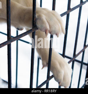 White paws of american akita dog staying in a big iron cage outdoors Stock Photo