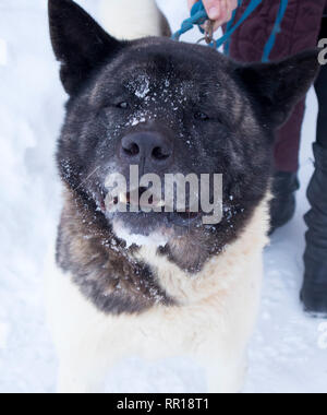 Cute adult american akita dog with funny snowed muzzle on a winter walk Stock Photo