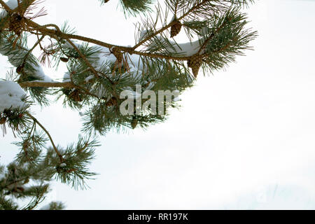 Winter forest, frozen pine branches and pine cones covered with snow close up Stock Photo