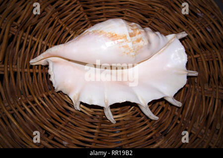 Huge white sea shell with a pearl tone isolated on white background ...