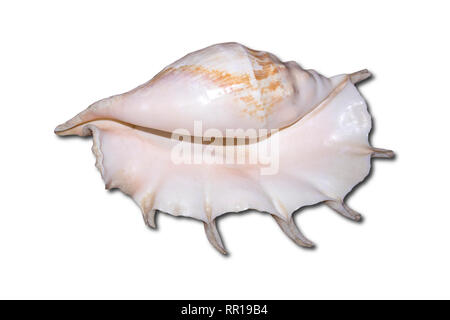 Huge white sea shell with a pearl tone isolated on white background Stock Photo