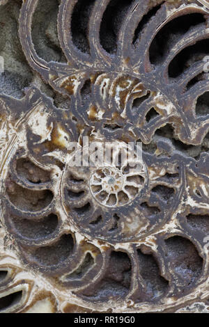 decorative ammonite fossil Stock Photo