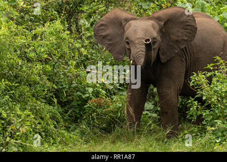 A lone young elephant smelling the air with its ears out while emerging from the bush in Queen Elizabeth National Park, Uganda Stock Photo