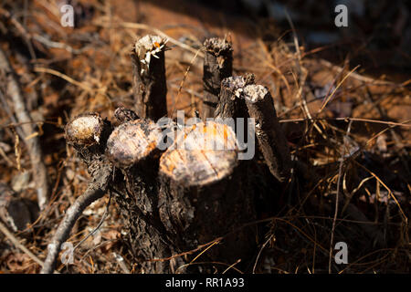 Freshly cut tree stump in dry pine needles during the autumn season Stock Photo