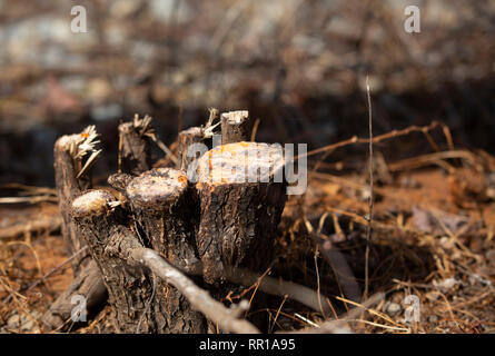 Freshly cut tree stump in dry pine needles during the autumn season Stock Photo