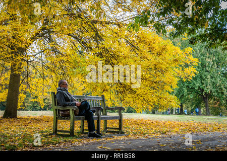 Autumn with man sitting on a park bench surrounded by yellow leaves on tree and ground.